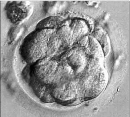 ġekil 3. Üç (3) günlük embriyo 