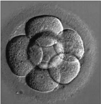 ġekil 4. Dört(4) günlük embriyo 