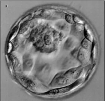 ġekil 6. Blastosist altıncı (6.) gün 