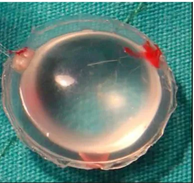 ġekil 11. Sıçanlar için kullanılan Nagor® silikon implant 