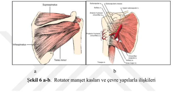 Şekil 6 a-b.  Rotator manşet kasları ve çevre yapılarla ilişkileri 
