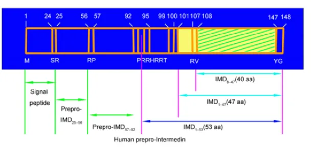 Şekil 1. İnsan prepro-intermedin proteininin şematik görünümü. İşaretli yerlerden kesilerek aktif formları  olan İMD 1–47 , İMD 1–53  ve İMD 8–47  halinde sekrete edilir (11)