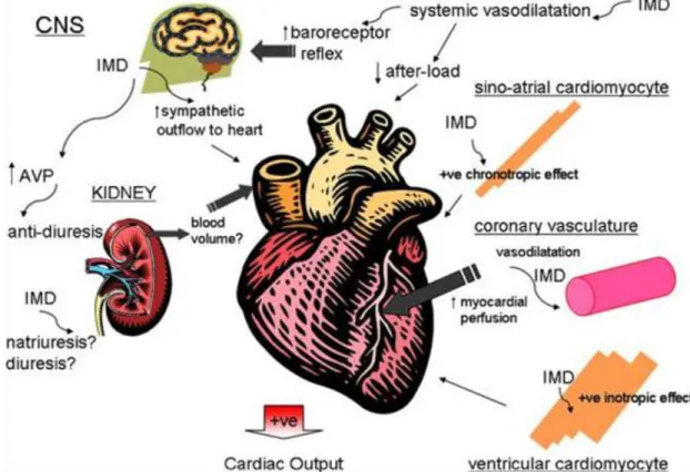 Şekil  3.  İntermedinin  (İMD)  kalp  üzerine  etkileri.  İMD,  miyokart  üzerine  doğrudan  kronotropik  ve  inotropik  etki  gösterir