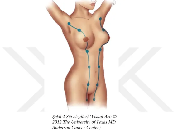 Şekil 2 Süt çizgileri (Visual Art: ©  2012.The University of Texas MD  Anderson Cancer Center) 