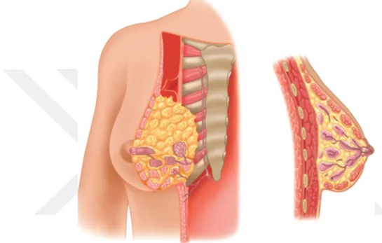 Şekil 5  memenin tanjansiye ve saggital kesitleri (Romrell LJ, Bland KI.  Anatomy of the breast, axilla, chest wall, and related metastatic sites