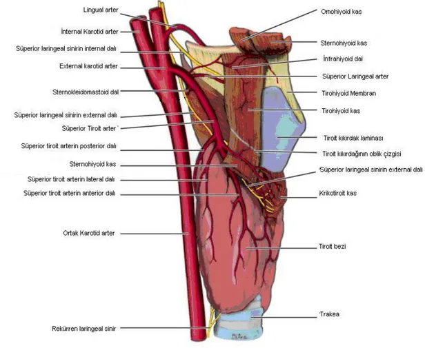 Şekil 1: Tiroit anatomisi (Lateral görünüm) (8). 