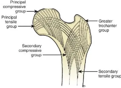 Şekil 3. Femur üst ucunun trabeküler yapısı(  DeLee JC: Fractures and dislocations of the hip