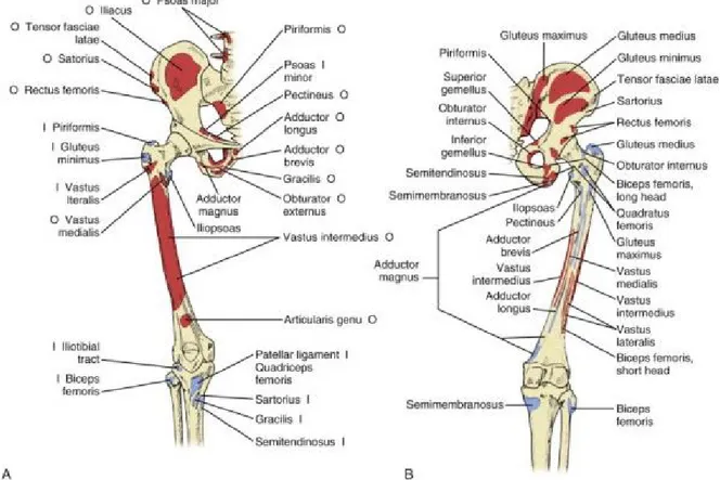 Şekil  10.  Kalça  ve  uyluk    kasları.  A,  Önden  görünüş.  B,  Arkadan  görünüş  ( Jenkins  DB: Hollinshead's  functional  anatomy  of  the  limbs  and  back, ed  6,  Philadelphia,  1991,  Saunders, Figures 16-7 and 17-3) 