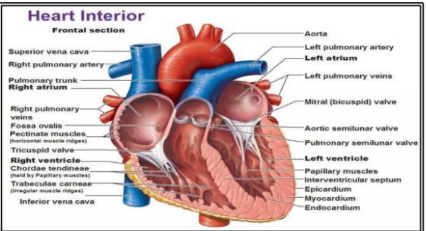 Şekil 1. Oblik bakıda kalp boşlukları ve içerdiği yapılar 