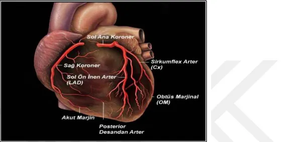 Şekil 3. Kalbin arterleri izlenmektedir (Heart anatomy Patrick J. Lynch 2007 ’den alınmıştır)
