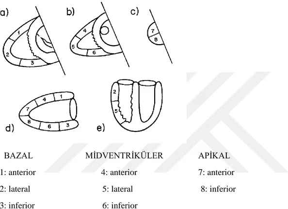 Şekil 10: sağ ventrikül 8 segmente ayrılarak değerlendirme yapılmıştır 