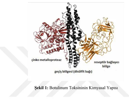 Şekil 1: Botulinum Toksininin Kimyasal Yapısı 