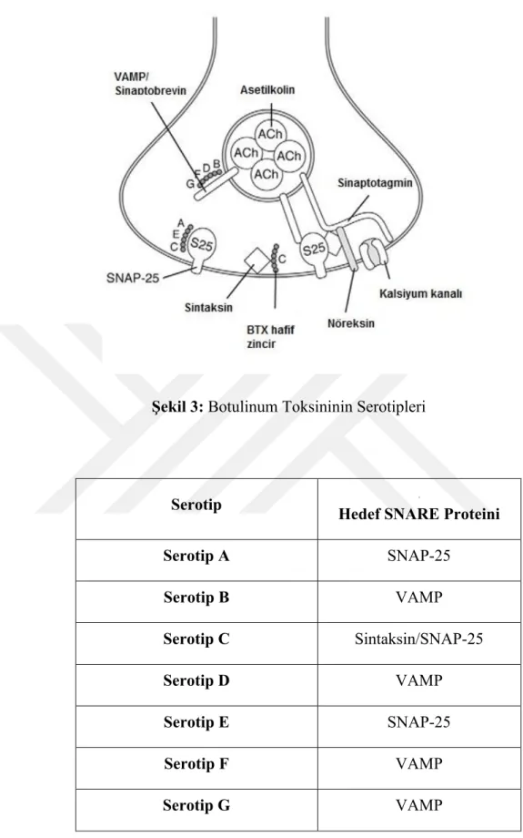 Tablo 1: Botulinum Toksininin Serotipleri ve Etkileşimi Olan SNARE Proteinleri Serotip Hedef SNARE Proteini 