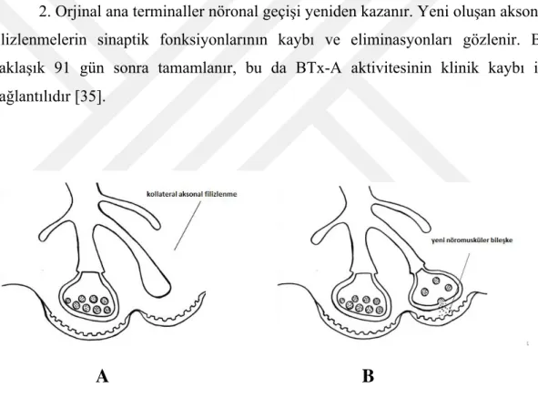 Şekil 4: Botulinum Toksin Aktivitesinin Sonlanma Aşamaları 