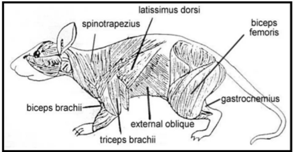 Şekil 5: Sıçanda Gastoknemius Kasının Lateralden Görüntüsü 	