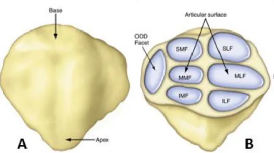 Şekil 4  Patella ya anterior (A) ve posteriordan anatomik bakış(B)(26) 