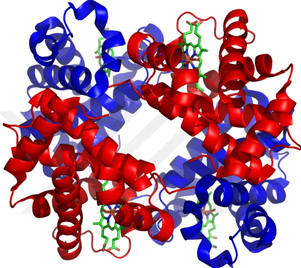 Şekil 2.2 Hemoglobin A molekülü     