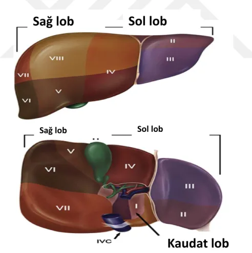 Şekil 1. Fonksiyonel anatomisi ışığında karaciğer segmentleri 