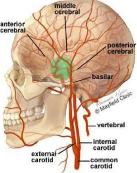 Şekil 1. Serebral Arteryel Sistem  