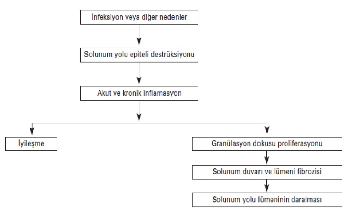 Şekil 1.  Bronşiolitis obliteransta patogenez  