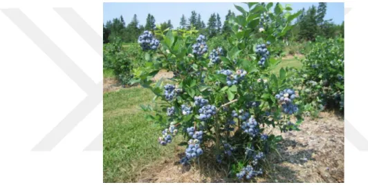 Şekil 2.3 :  Vaccinium corymbosum L. 
