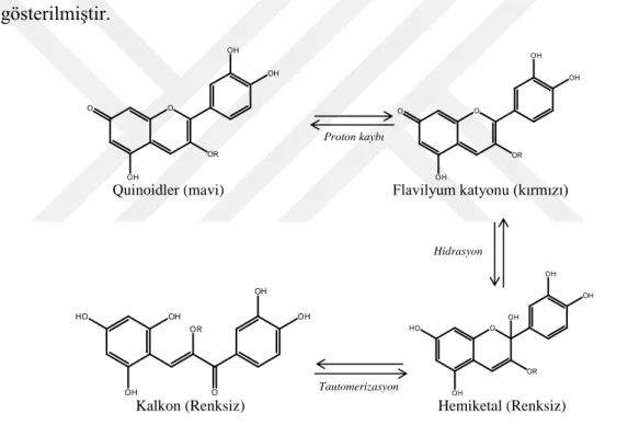 Şekil 2.29 : Antosiyanin formları. 