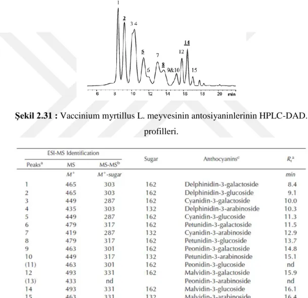 Şekil 2.31 : Vaccinium myrtillus L. meyvesinin antosiyaninlerinin HPLC-DAD.  profilleri
