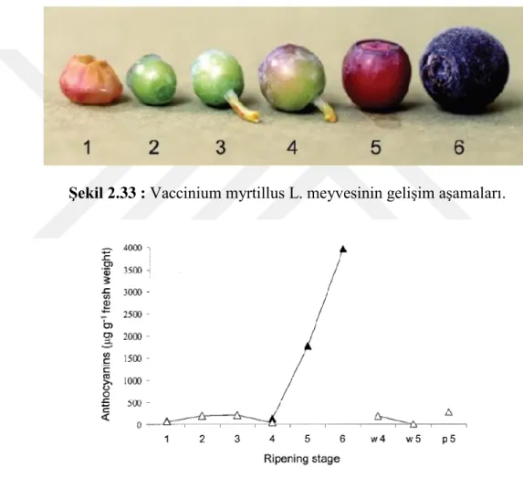Şekil 2.33 : Vaccinium myrtillus L. meyvesinin gelişim aşamaları. 