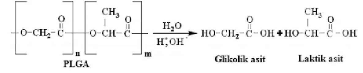 Şekil 2.8 : PLGA polimerinin hidrolizi [72]. 