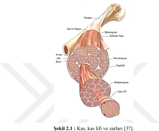 Şekil 2.1 : Kas, kas lifi ve zarları [37]. 
