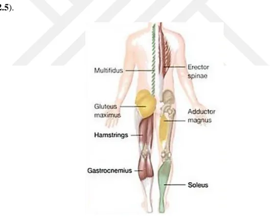 Şekil 2.5 : Posterior zincir kasları [54]. 