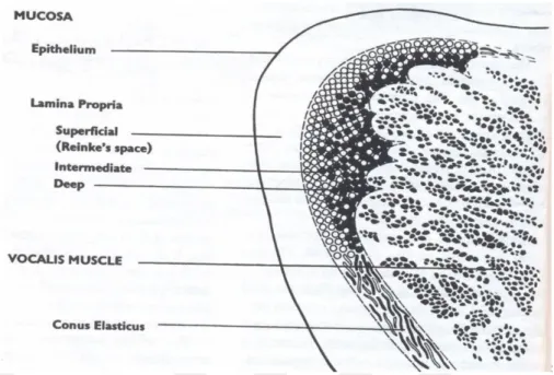 Şekil 2.2 : Hirano’nun “örtücü katman-vücut kompleksi tanımına göre ses tellerinin 