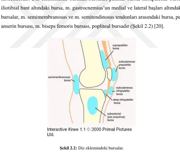 Şekil 2.2: Diz eklemindeki bursalar. 