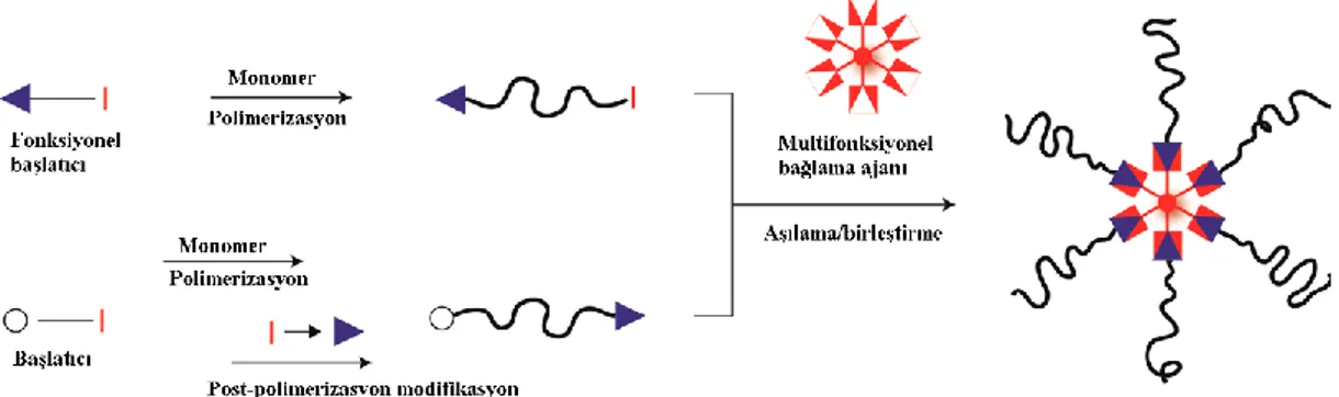 Şekil 2.15 : Aşılama/birleştirme yolu ile yıldız polimer sentezi şeması.   2.7 Polimerik İlaç Taşıyıcı Sistemler 