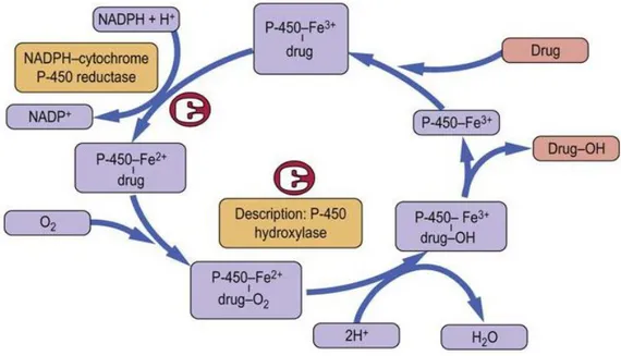 Şekil 2.2: Sitokrom P450 enzim sisteminin çalışma mekanizması. 