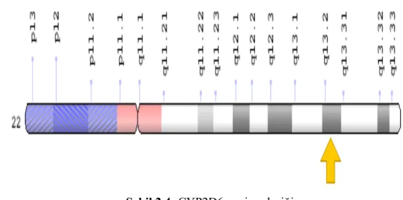 Şekil 2.4: CYP2D6 geni yerleşiği 