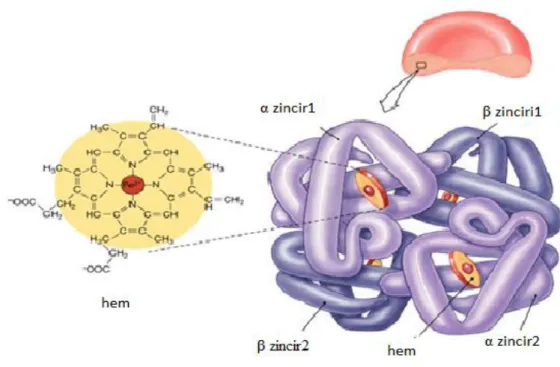 Şekil 2.1 : Hemoglobin molekülünün yapısı [43]. 