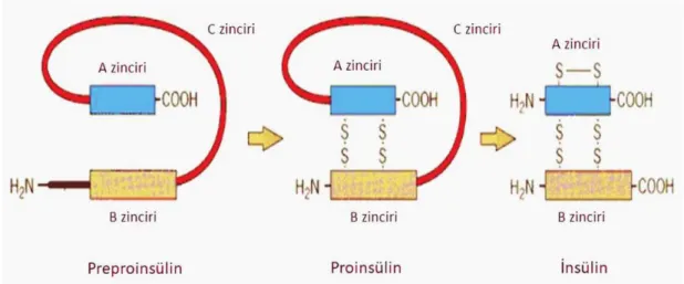 Şekil 2.3 : İnsülinin üretim basamakları [54]. 