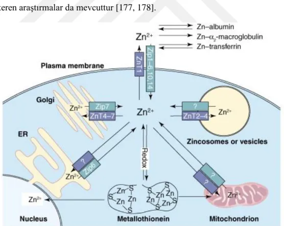 Şekil 2.4 : Çinko homeostazisi [179]. 