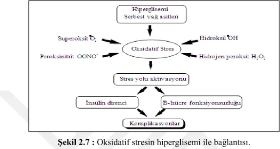 Şekil 2.7 : Oksidatif stresin hiperglisemi ile bağlantısı. 