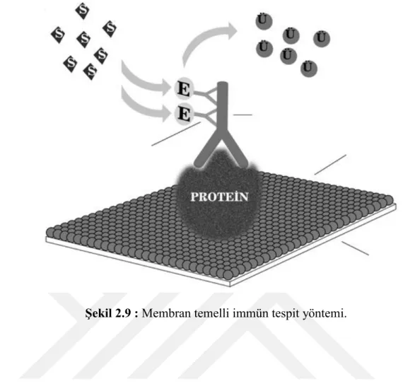 Şekil 2.9 : Membran temelli immün tespit yöntemi. 