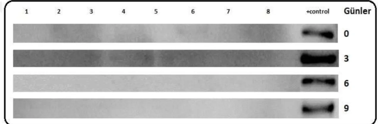 Şekil 3.15: Paratiroit hiperplazi dokularına ait hücrelerin kültürün 0,3,6,9. günlerindeki HLA-C  antijeni değişimi (n=9)