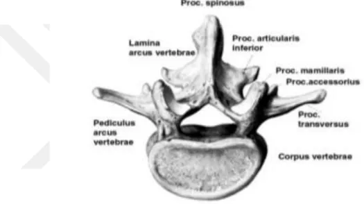 Şekil 2.4 : Lumbal bölge vertebrası. [36] 
