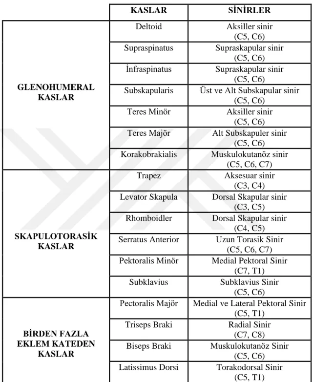 Tablo 2.1 : Omuz kuşağı kasları ve sinirleri. 