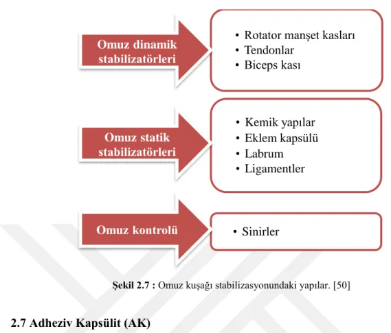 Şekil 2.7 : Omuz kuşağı stabilizasyonundaki yapılar. [50] 