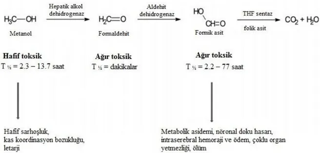 Şekil 6: Metanolün metabolik biyotransformasyonu ve klinik görünümü [86]. 