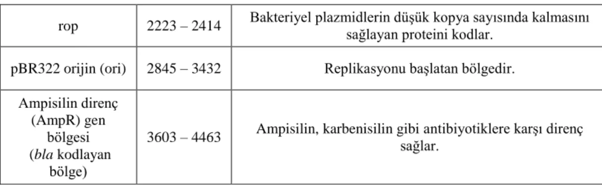 Tablo 7 (devam): pET-14b vektör sisteminin özellikleri. 