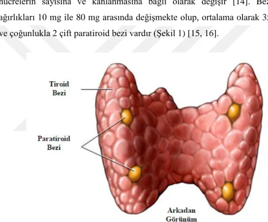 Şekil 1: Paratiroid bezlerinin anatomik yerleşimi [17].