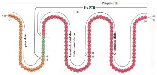 Şekil 2: Parathormon dizisi [26]. 