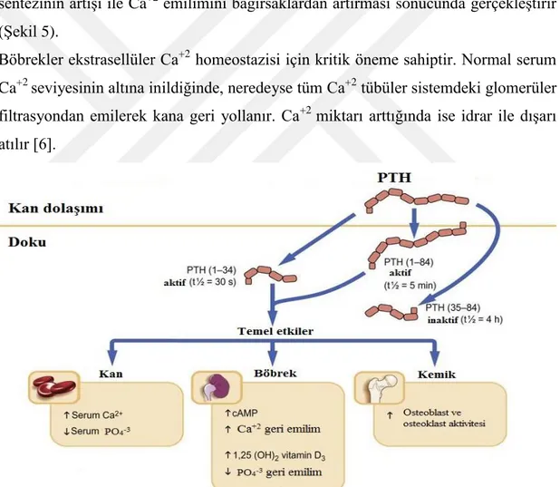 Şekil 5: Parathormonun hedef organ etkileri [6]. 